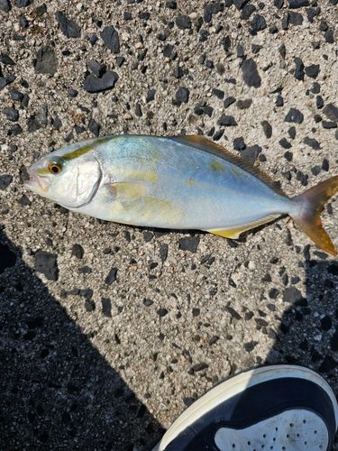 カンパチの釣果