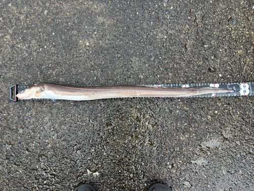 アナゴの釣果
