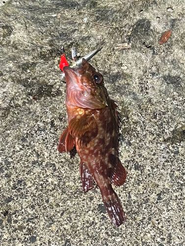 カサゴの釣果