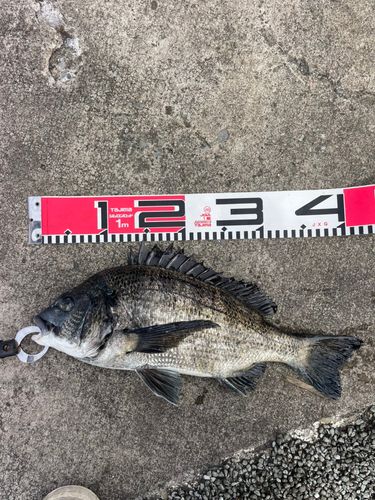 クロダイの釣果