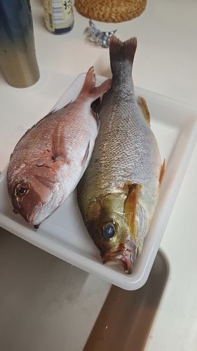 イサキの釣果