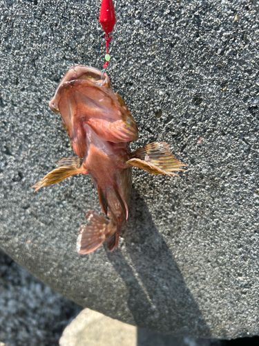 カサゴの釣果