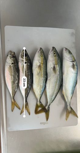 アジの釣果