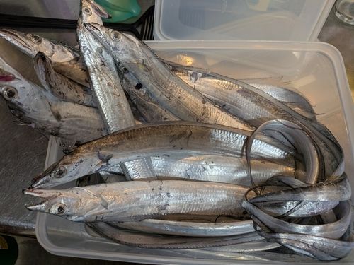 タチウオの釣果