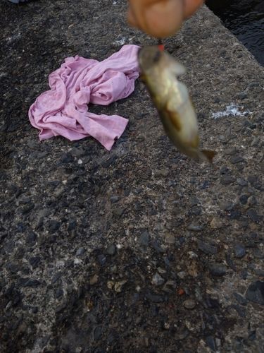 アブラハヤの釣果