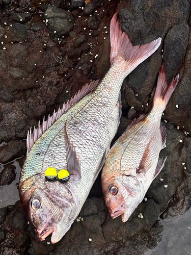 マダイの釣果