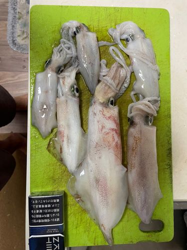 ケンサキイカの釣果