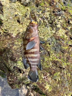 ヤミハタの釣果