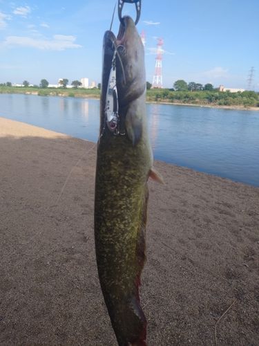 ニホンナマズの釣果