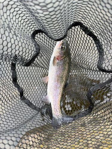 ニジマスの釣果