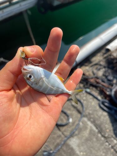 メッキの釣果