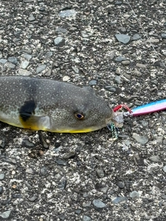 フグの釣果
