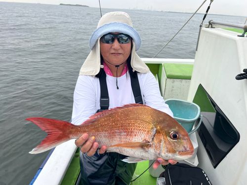 マダイの釣果