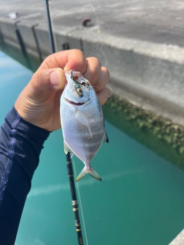 メッキの釣果