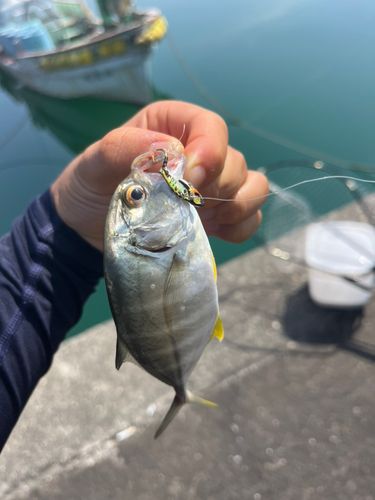 メッキの釣果