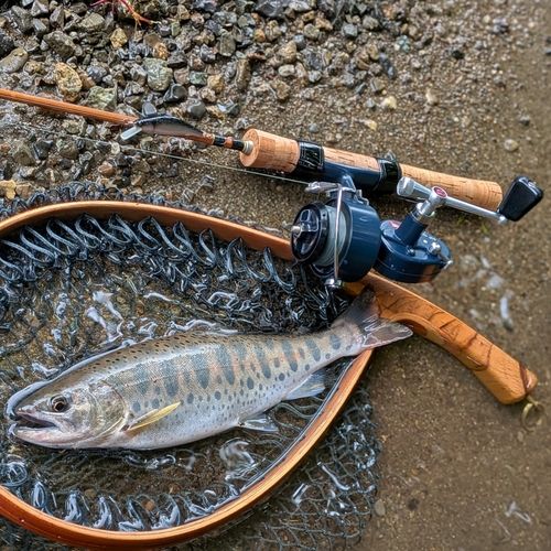 ヤマメの釣果