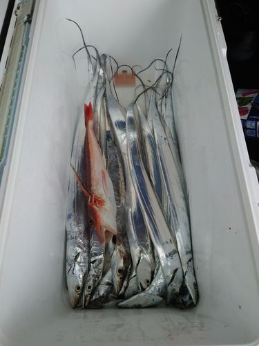 タチウオの釣果
