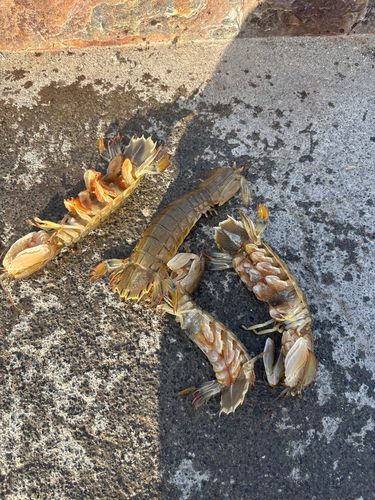 シャコの釣果