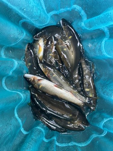 アユの釣果