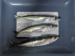 サバの釣果