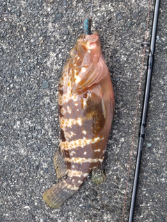 アコウの釣果