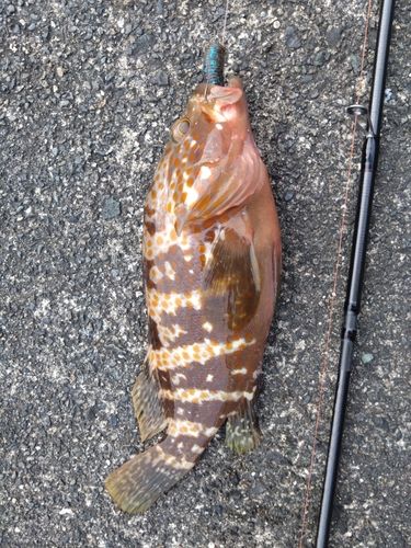 アコウの釣果