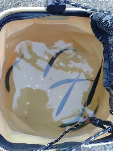 イワシの釣果