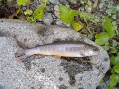 イワナの釣果