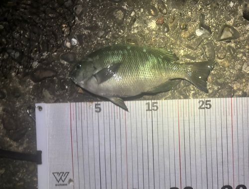 グレの釣果