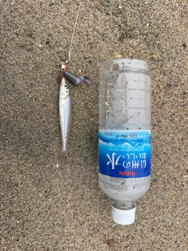 キスの釣果