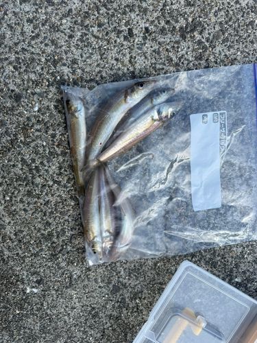 キスの釣果