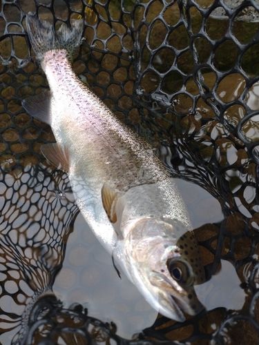 ニジマスの釣果
