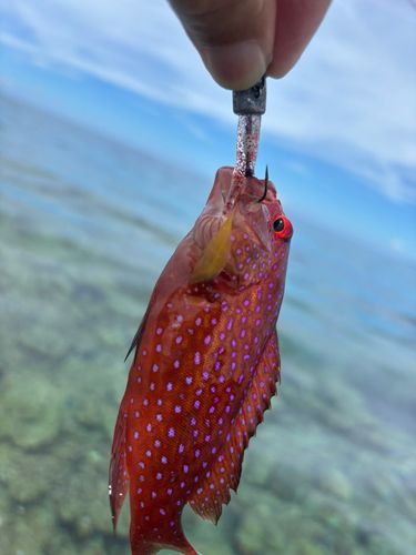 釣果