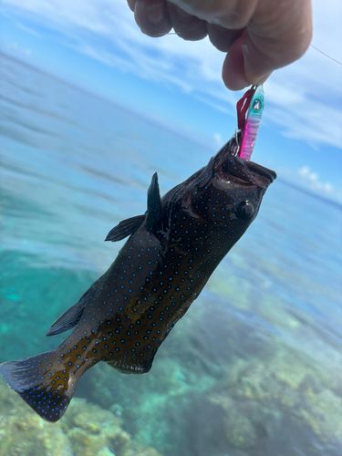 釣果