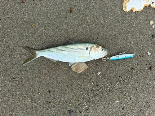 コノシロの釣果