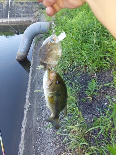 ブラックバスの釣果