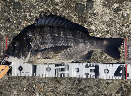 チヌの釣果