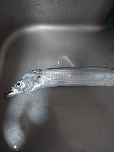 タチウオの釣果