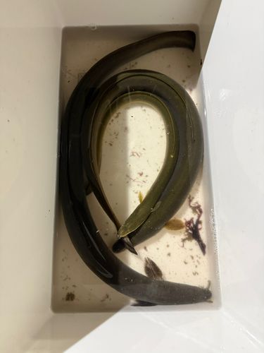 ウナギの釣果