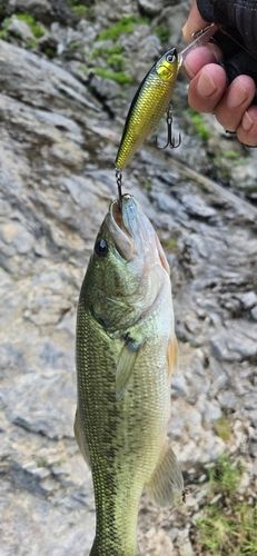 ブラックバスの釣果
