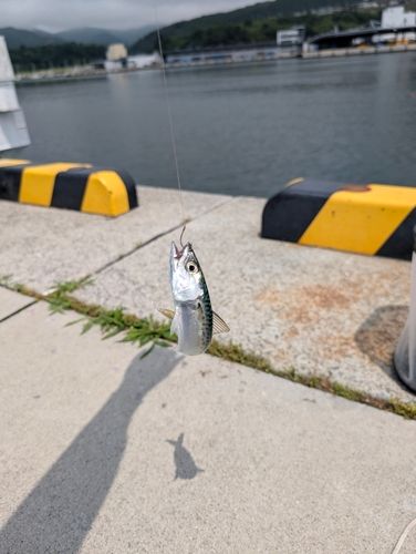 サバの釣果