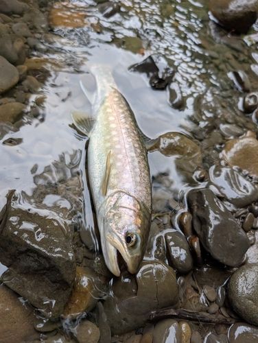エゾイワナの釣果