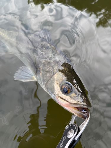 スズキの釣果