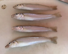 キスの釣果