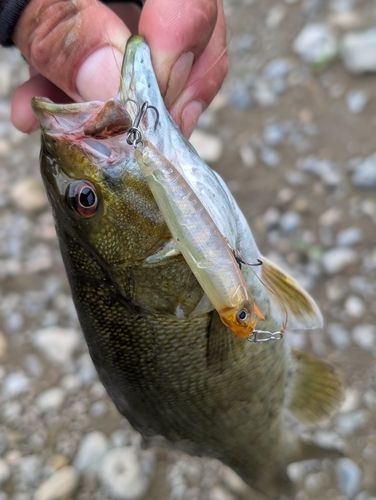 スモールマウスバスの釣果