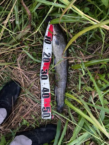 マナマズの釣果