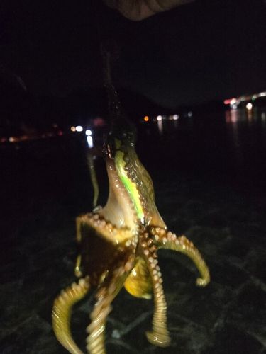タコの釣果