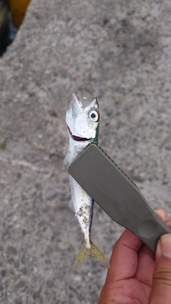 カタクチイワシの釣果