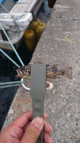 クロソイの釣果