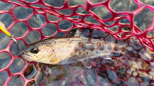 ヤマメの釣果